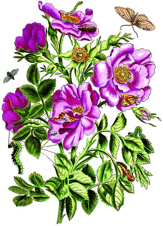 Produktbild Maria Sibylla Merian - Acht Kunst-Klapp (8 Stk.)