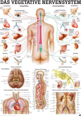 Ruediger RÜDIGER Laminated Vegetative Nervous System Chart 70 x 100 de (70 x 100 cm)