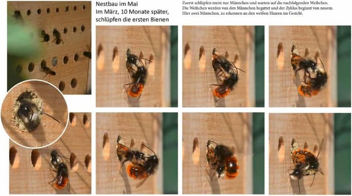 Actual product image Dobar Maja (Bee)