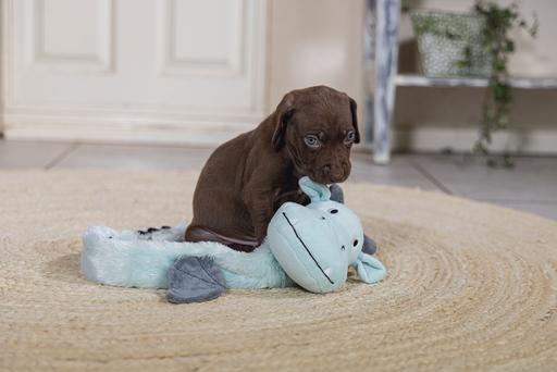 Produktbild Beeztees Puppy Flatino Drache Yi (Plüschspielzeug Hund)