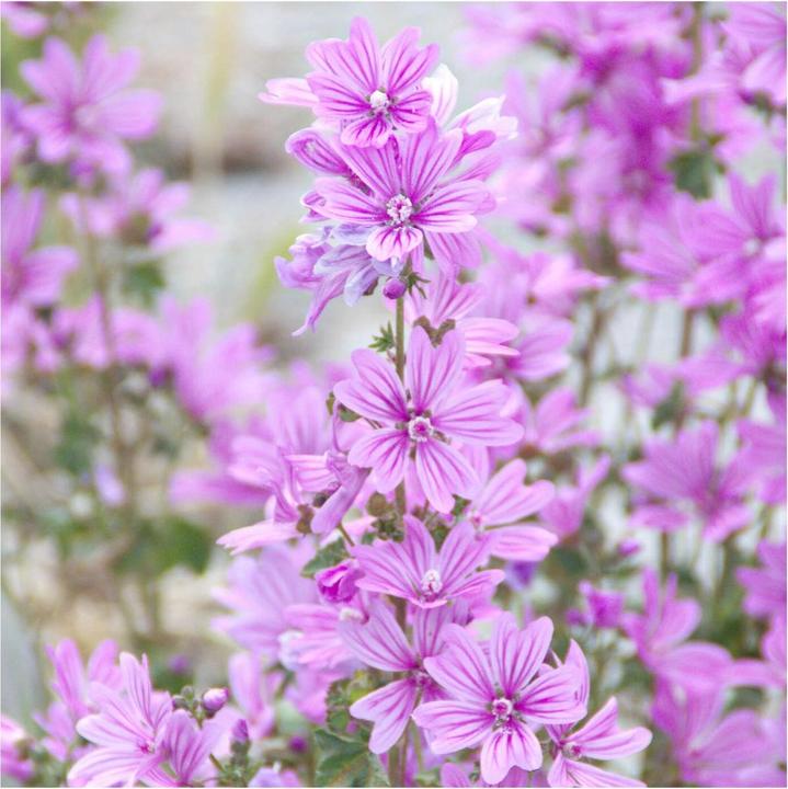Image du produit Rausch Spray volumateur Mauve (n) 100 ml (100 ml)