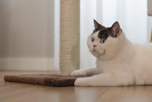 Image du produit Beeztees Bz Arbre à Chat Gina XL Brun 40x (90 cm, Marron)