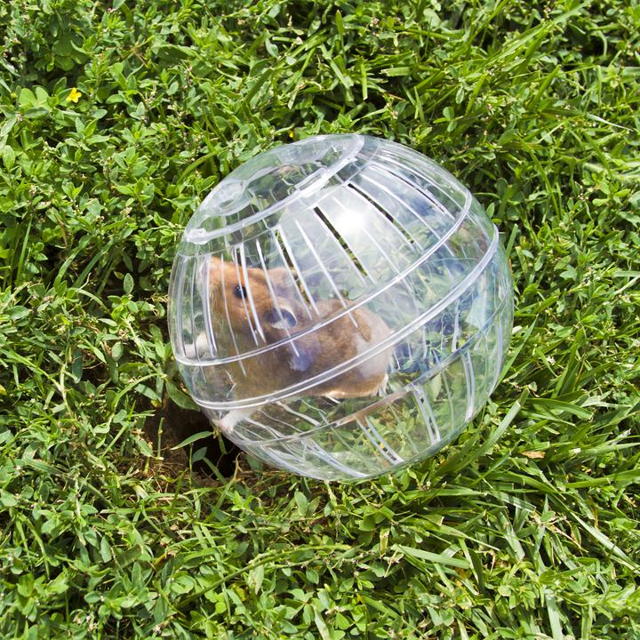 Actual product image Relaxdays Clear Hamster Exercise Ball