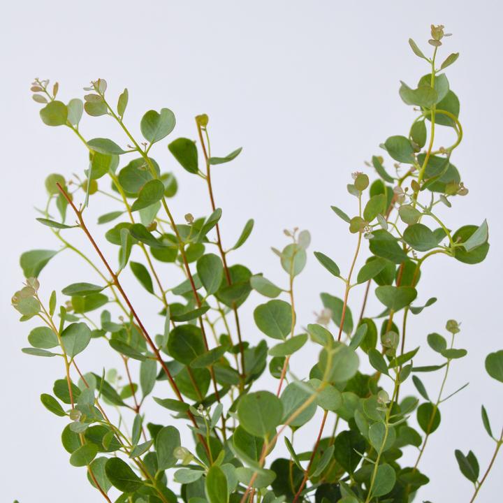 Produktbild Plant in a Box Eucalyptus Botanic Hearts P15 x2 - 2er Set Eukalyptus (35 cm)