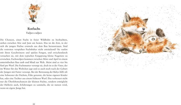 Produktbild Flügge Die ersten Tage kleiner Tierkinder (Deutsch, Hannah Dale, 2018)