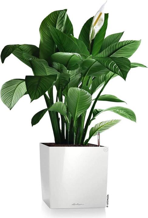 Produktbild Lechuza Cube 30 (29.50 x 29.50 x 30 cm)