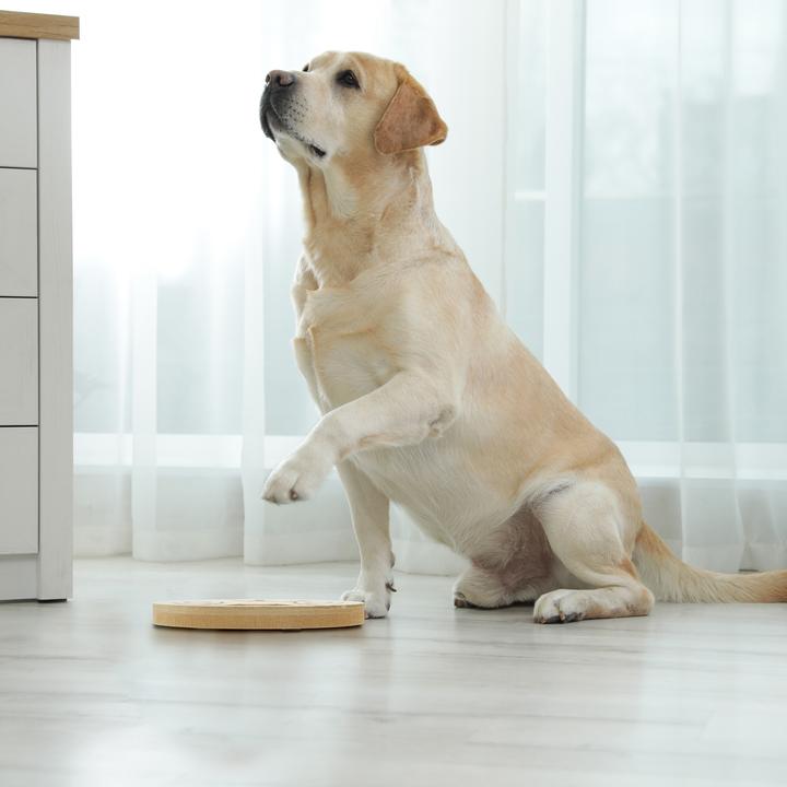 Actual product image Relaxdays Intelligence toys (Intelligence toy dog)