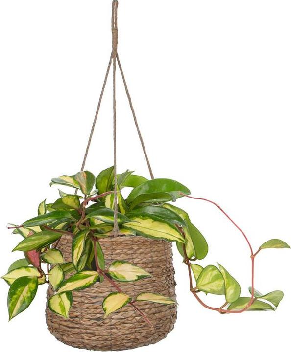 Produktbild edelman Hängekorb Avalon (26 x 26 x 27 cm)