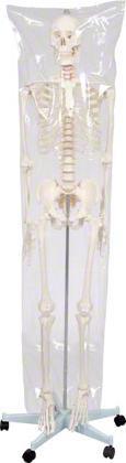 Image du produit Togu Squelette d'écolier 178 cm