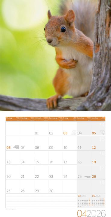 Actual product image Eichhörnchen Kalender 2026 - 30x30