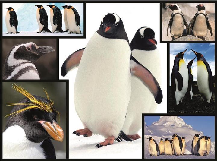 Actual product image WWF 1000 Puzzle Penguin (1000 pieces)