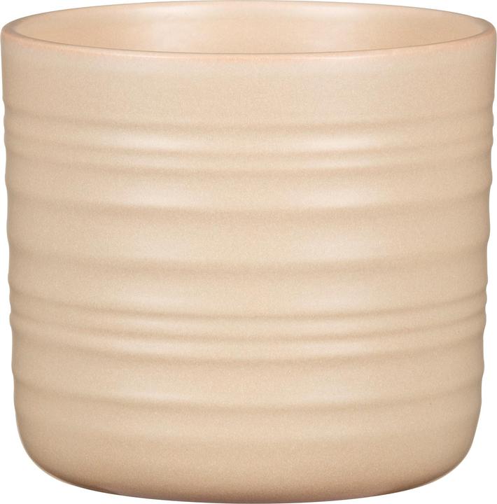 Image du produit Scheurich Dry Reed (14.20 x 12.80 cm)