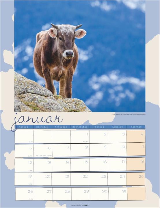 Produktbild Kuh Kalender 2026 (30 x 39 cm)