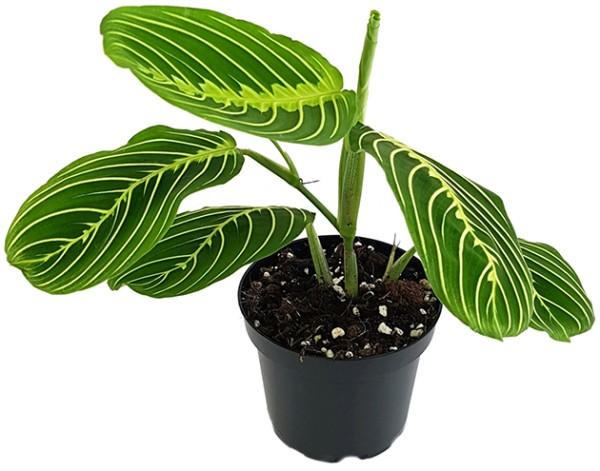 Plantlovers Maranta Leuconeura Lemon Lime (Bunte Pfeilwurz) (30 cm, Fraîchement rempotés)