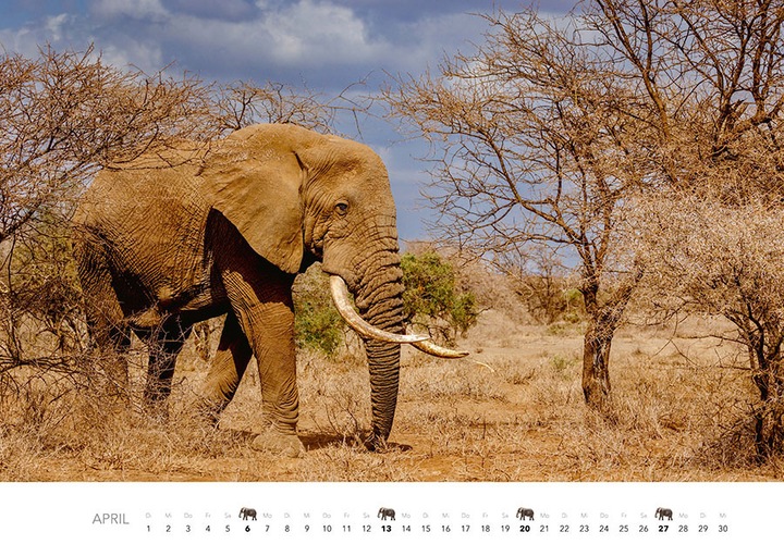 Actual product image Elephant calendar 2025 (Hardcover, German)