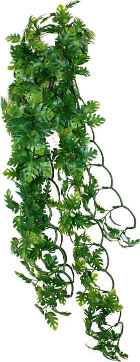 Komodo Split Philodendron Plant