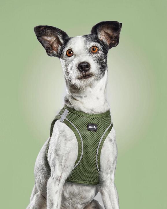 Produktbild Gloria Hundegeschirr 24,5-26 cm grün 18-20 cm (Hund, Spazieren)