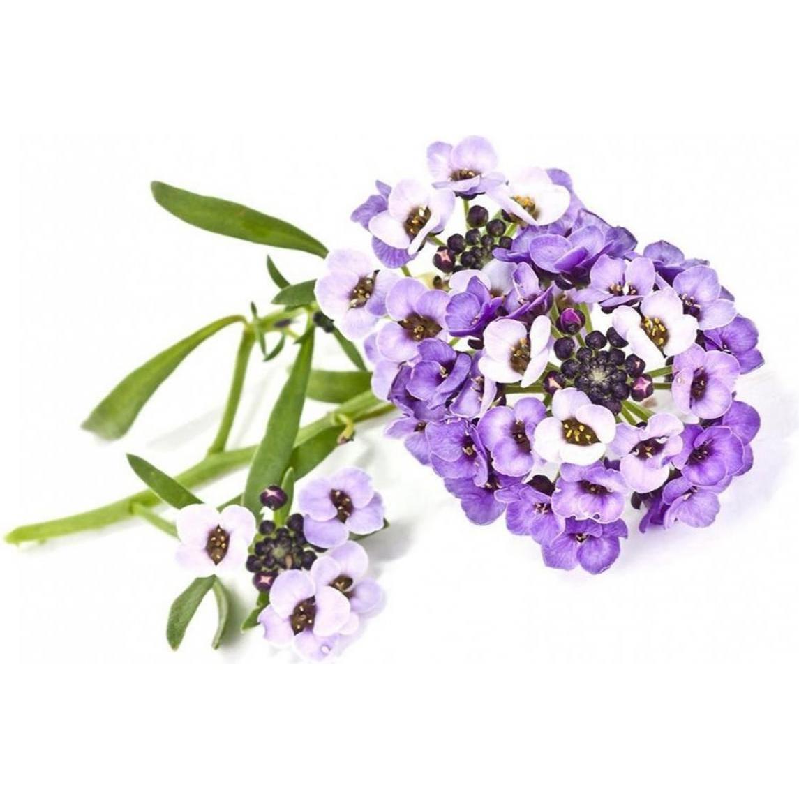 Thumbnail - Click and Grow, Samen, Saatgut Strand-Silberkraut 3er-Pack (Kräutersamen)