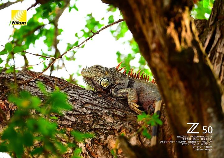 Produktbild Nikon Nikkor Z 50-250mm f/4.5-6.3 VR DX (Nikon Z, APS-C / DX)