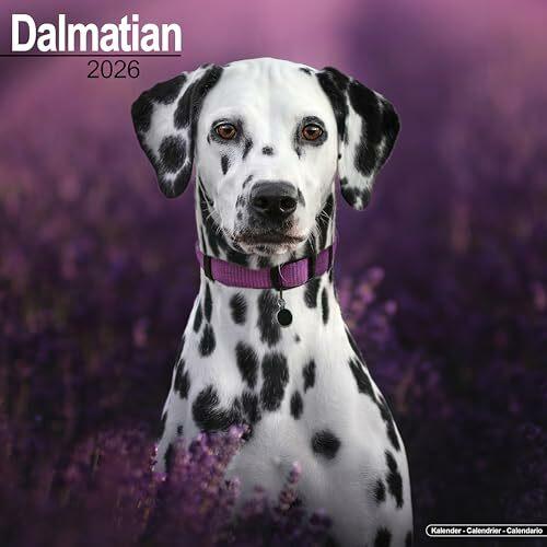 Actual product image Dalmatian Calendar 2026 Square Dog Breed Wall Calendar - 16 Month