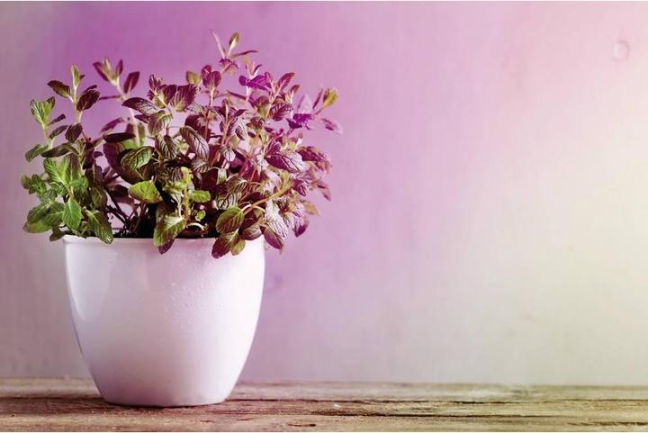 Image du produit Paulmann Lumière des plantes (GU10, 3.50 W, 95 lm, 1 x)