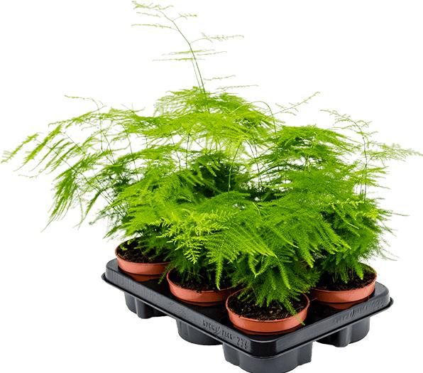 Immagine prodotto Mahaloplants Zierspargel (35 cm, Appena rinvasata)