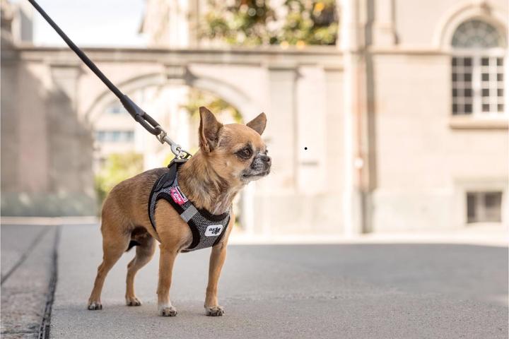 Actual product image Curli Tableware Merino (XXS, Dog, General)