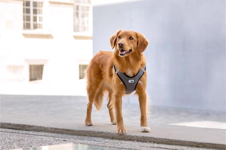 Actual product image Curli Tableware Merino (XXS, Dog, General)