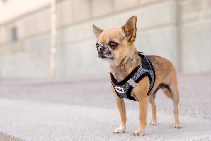 Actual product image Curli Tableware Merino (XXS, Dog, General)