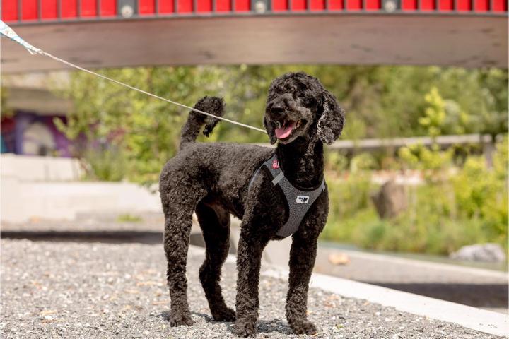 Actual product image Curli Tableware Merino (XXS, Dog, General)