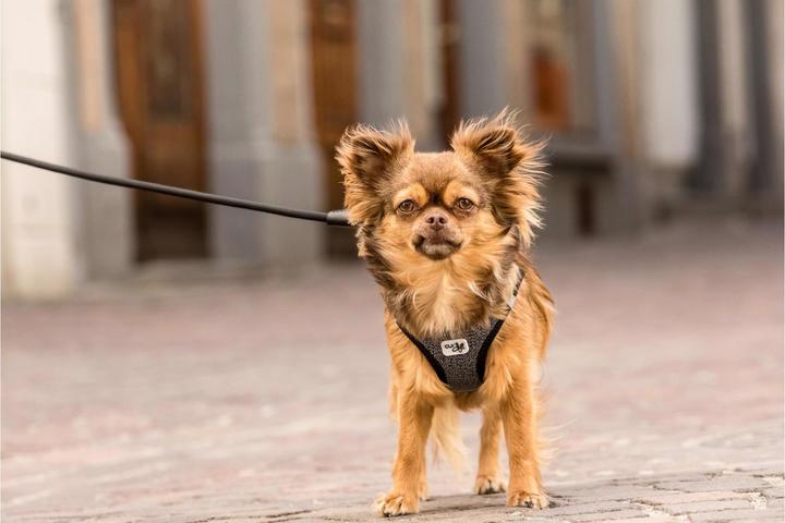 Actual product image Curli Tableware Merino (XXS, Dog, General)