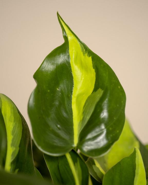 Image du produit feey Philodendron scandens Brasil (15 cm, Fraîchement rempotés)