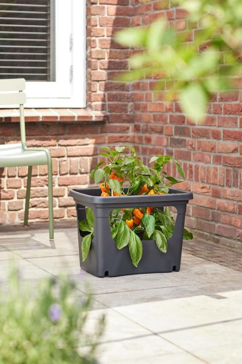 Productafbeelding Elho Anzuchttopf (50.90 x 35.10 x 35.70 cm)