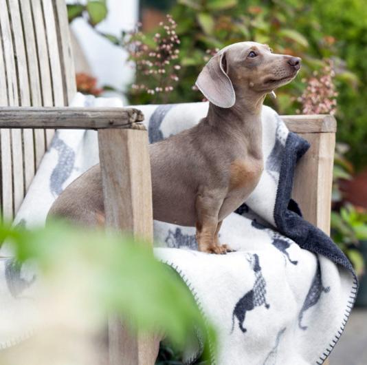 Produktbild Laboni Decke Teckel (Hund, Katze)