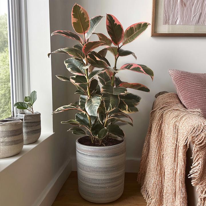 Produktbild Plant in a Box Ficus Elastica Belize - Gummibaum (75 cm)