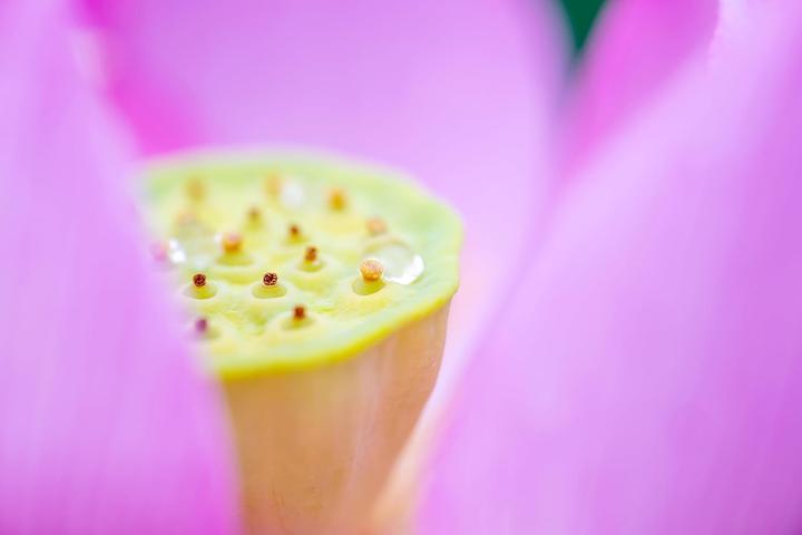 Produktbild Tamron 90mm f/2.8 Di III VC VXD Macro (Nikon Z, Vollformat)