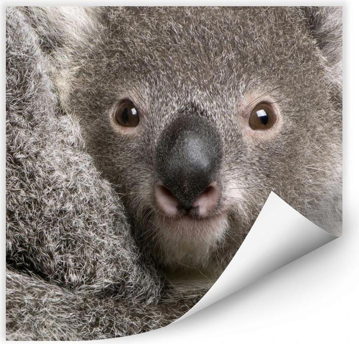 Immagine prodotto Trenddeko Koala coccolone (70 x 70 cm)