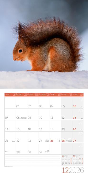 Actual product image Eichhörnchen Kalender 2026 - 30x30