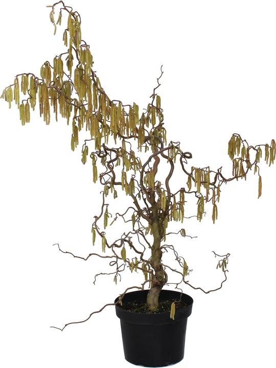 Actual product image Zulauf Korkenzieher-Hasel / Corylus avellana 'Contorta' (80 cm)