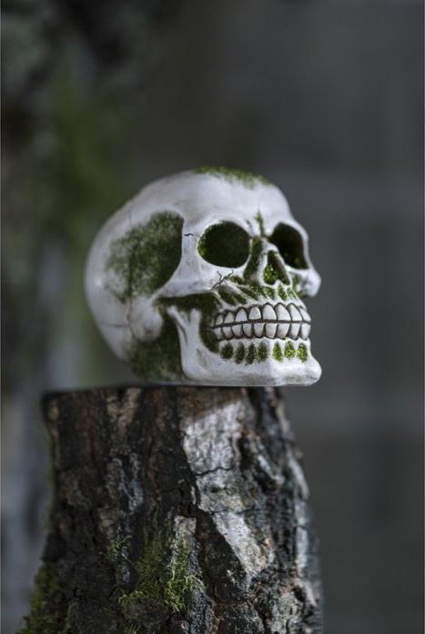 Actual product image Chaks Cranio: Muschio