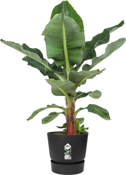 Immagine prodotto Elho vasi di fiori (39 cm)