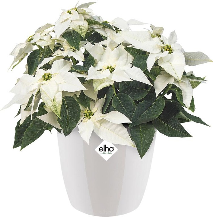 Produktbild Elho Brussels (16 cm)