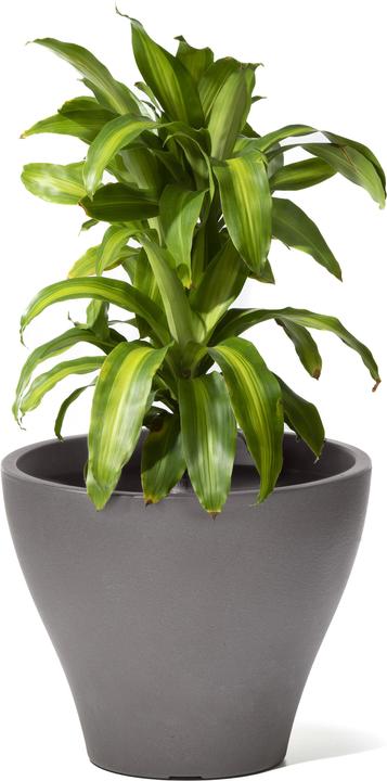 Produktbild Step2 Fernway Pflanzkübel - Dunkel Zeder (50.80 cm)