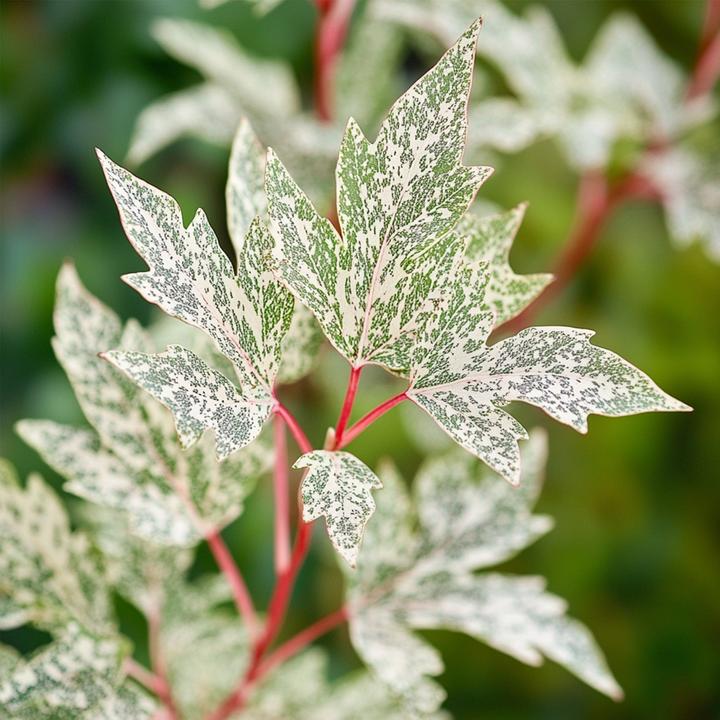 Immagine prodotto Plant in a Box Acer palmatum 'Ukigumo' - Set di 2 aceri giapponesi (50 cm)