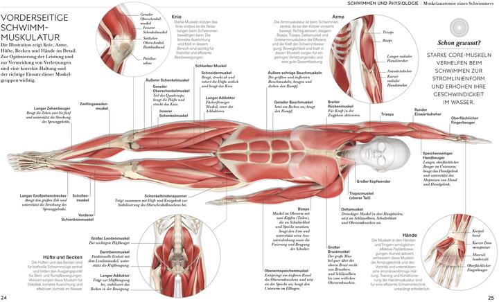 Produktbild Schwimmen - Die Anatomie verstehen (Deutsch, Anke Wellner-Kempf, Brett Hawke, 2025)