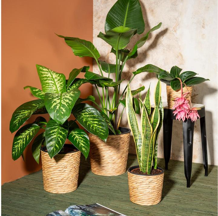 Actual product image Scheurich Water hyacinth 34, wicker planter/basket planter/basket pot made of Water hyacinth Colour: Nature, 3 (34 cm)