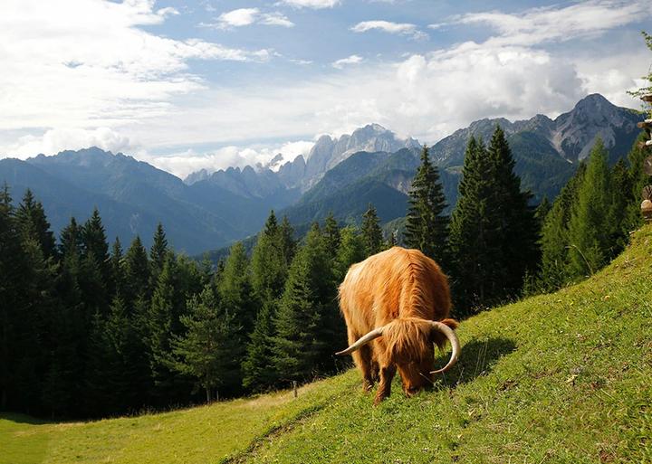 Produktbild Der Geschmack der Berge (Deutsch, Susanne Schaber, 2018)