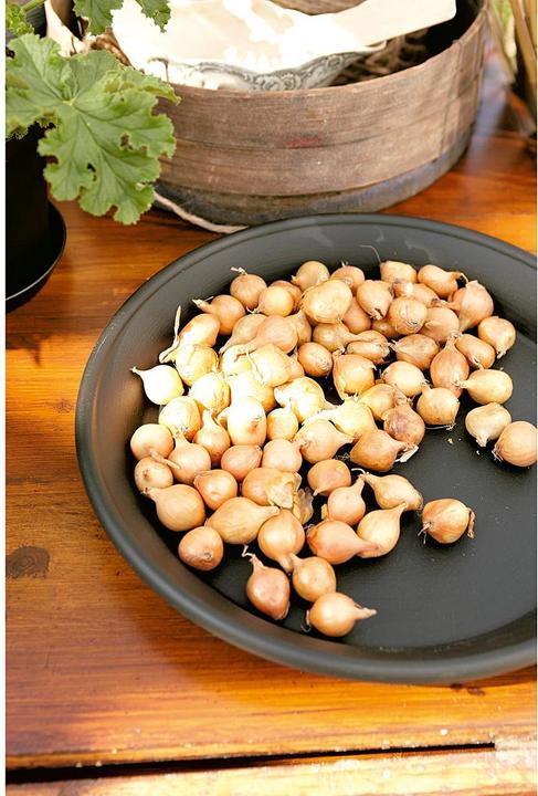 Immagine prodotto Orthex Sottobicchiere 'Botanica