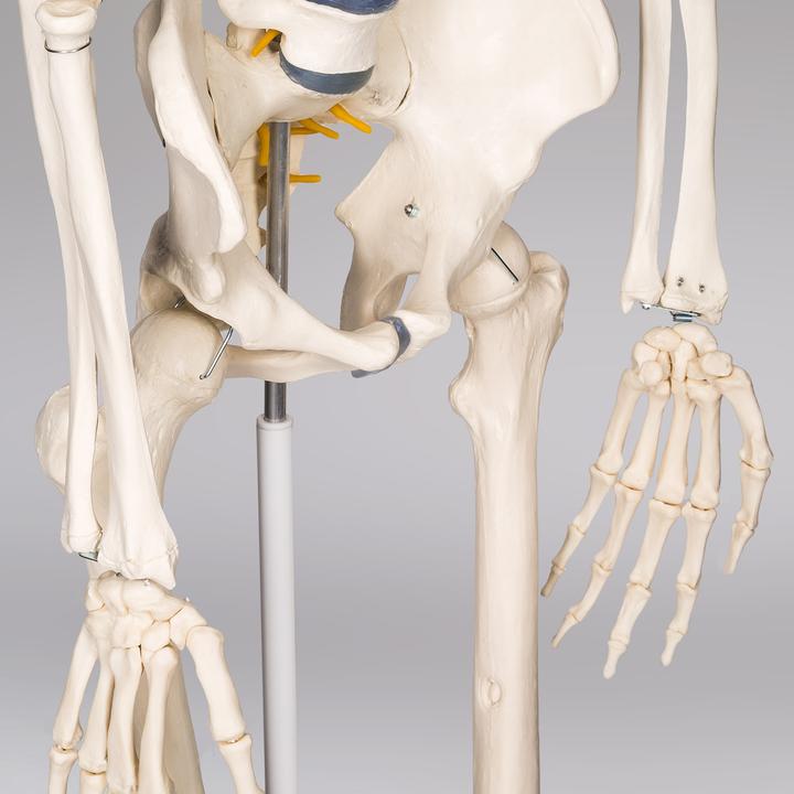 Immagine prodotto tectake Anatomia scheletrica