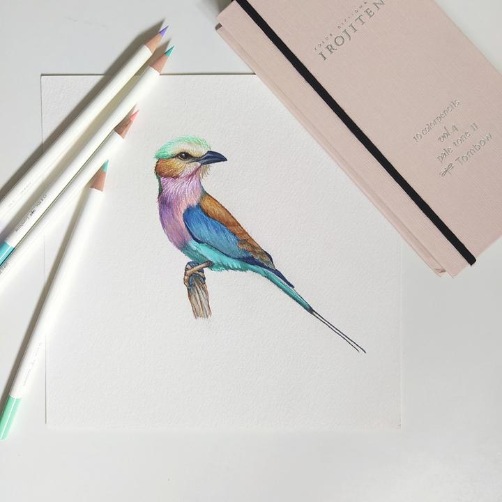 Image du produit Tombow Irojites (30 x)